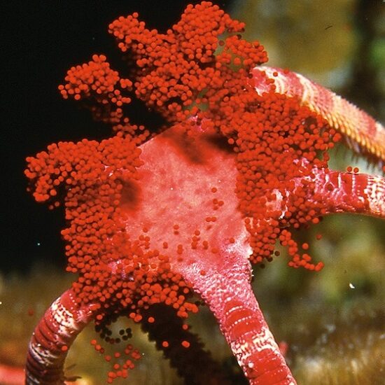 coral spawning brittle star