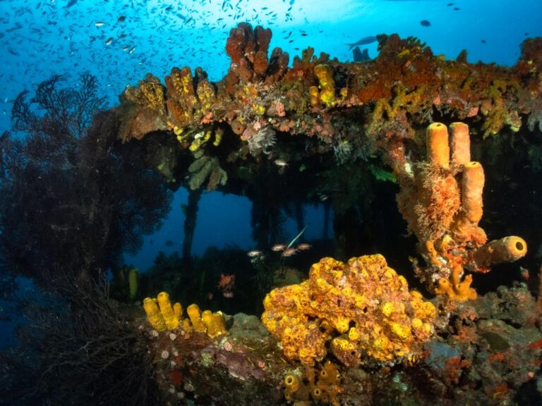 Dive in St Lucia - Scuba St Lucia - PADI 5 Star Dive Resort